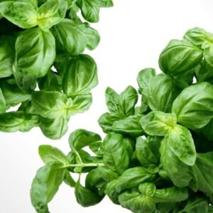 Basil Leafy-Green Herb