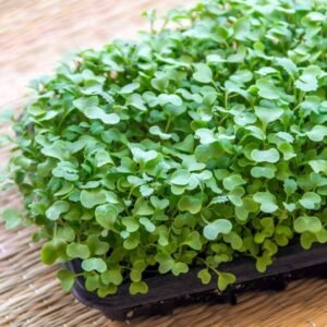 Micro Kale Micro-Greens Vegatables