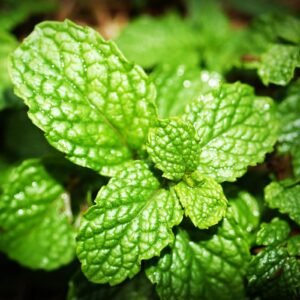 Mint Leafy-Green Herb
