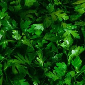 Parsley Leafy-Green Herb
